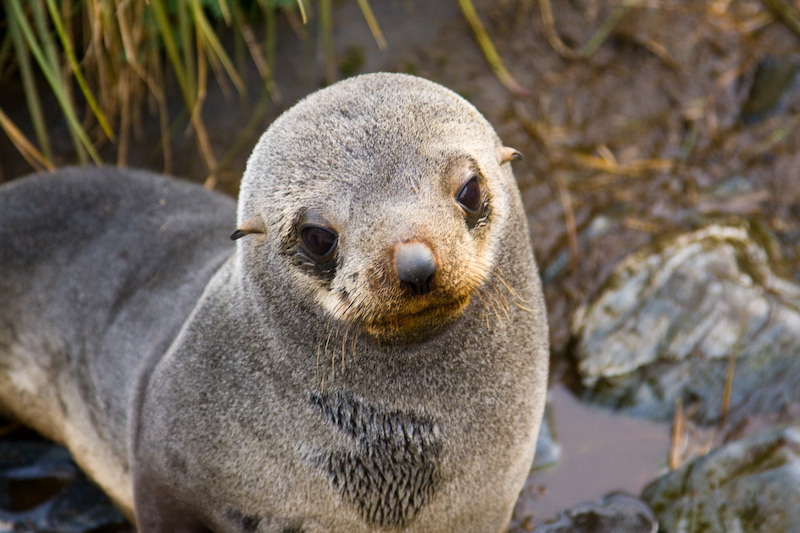 Antarctic Fur Seal